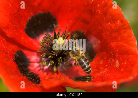 Close-up of red poppy (Papaver rhoeas) with honey bee Stock Photo