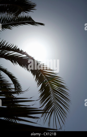 Palm tree in sunlight Stock Photo