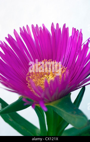 Close-up of Midday Flower (Carpobrotus acinaciformis) Stock Photo