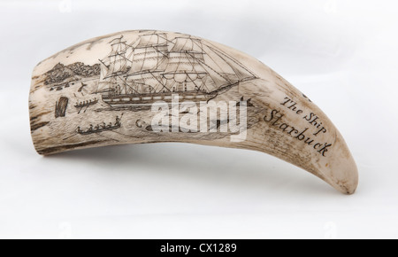 Whale tooth scrimshaw etched with whaling ship hunting and inscribed with 'The Ship Starbuck' (probably a replica). Stock Photo