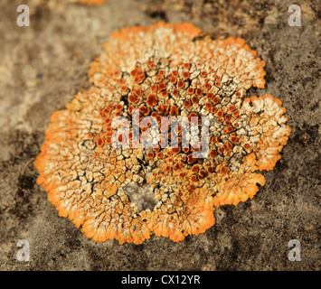 texture of stone, moss, lichen Stock Photo