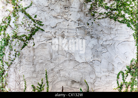 texture rough of cement wall and plant on wall Stock Photo
