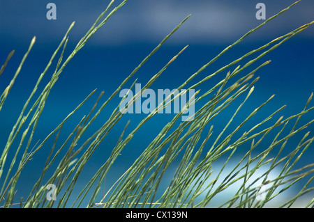Closeup of grass blades on the beach in front of the blue and turquoise colored sea Stock Photo