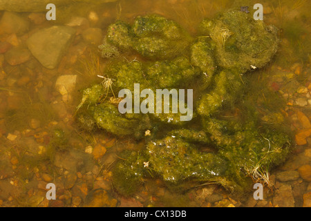 Algae in Kentucky Lake Stock Photo