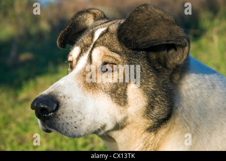 A black and white mongrel dog in profile