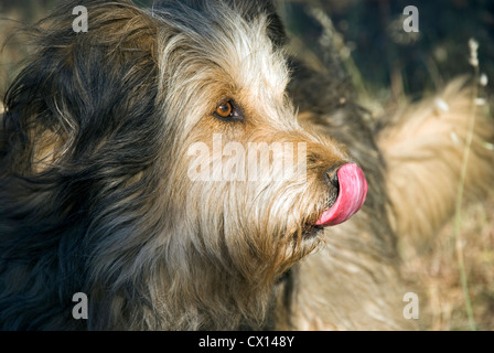 Portrait of a Briard dog in profile licking her nose Stock Photo
