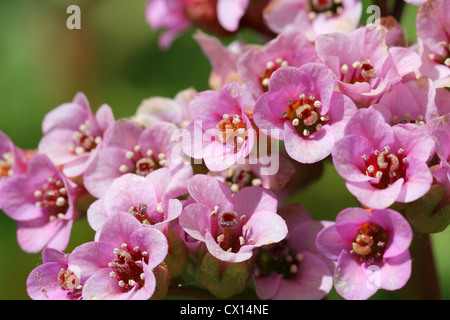 Close up of pink Bergenia cordifolia flowers, a common garden plant. Stock Photo