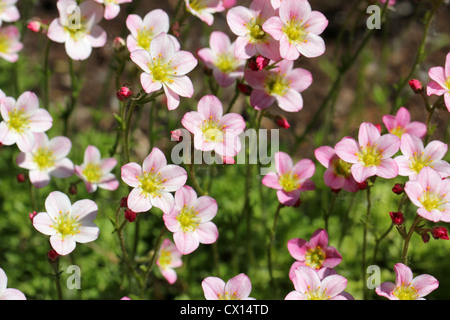 Pink  Flowers of Saxifraga arendsii Stock Photo