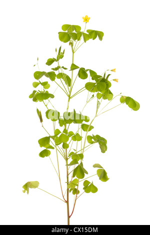 little yellow sorrel (Oxalis stricta) on white background Stock Photo