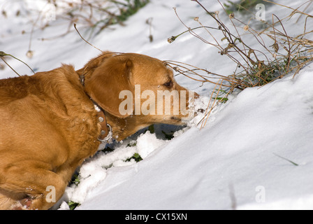 Short-haired dachshund mongrel sniffing in snow Stock Photo