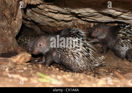 Porcupine family living deep in a cave in Pangandaran National Park, West Java. Stock Photo