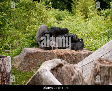 Silver back Gorilla, gorilla gorilla,at the Durrell Wildlife Conservation Trust Trinity Jersey Channel Isles. Stock Photo