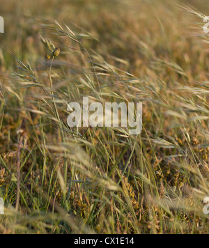 Long grass with seed heads blowing in the wind showing movement Stock Photo