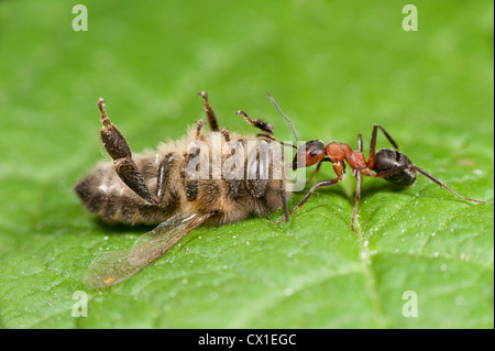 Wood Ant dragging a Dead Honey Bee Apis mellifera Kent UK Stock Photo