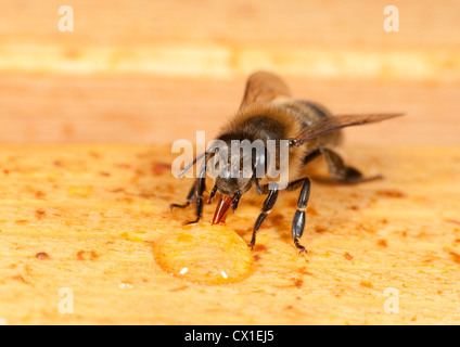 Honey Bee drinking honey from honeycomb inside hive Apis mellifera Kent UK Stock Photo