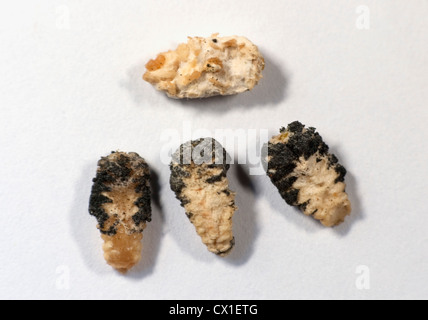 Dead Larvae showing Sacbrood disease Honey Bee Apis mellifera Kent UK Stock Photo