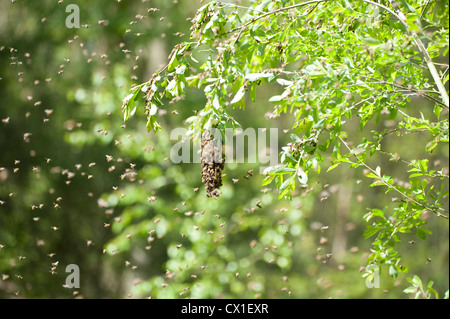 Honey Bee Swarming onto nearby tree branch from hive Apis mellifera Kent UK Stock Photo