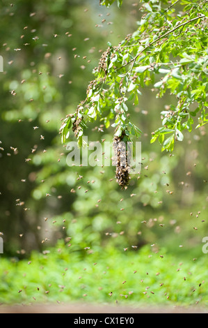 Honey Bee Swarming onto nearby tree branch from hive Apis mellifera Kent UK Stock Photo