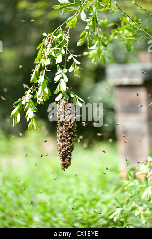 Honey Bee Swarming onto nearby tree branch from hive Apis mellifera Kent UK Stock Photo