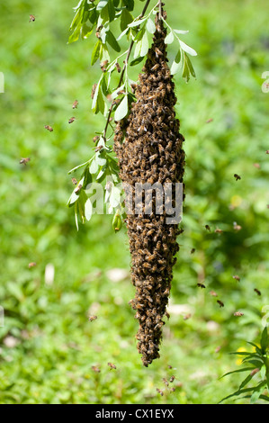 Honey Bee Swarming onto nearby tree branch from hive Apis mellifera Kent UK Stock Photo