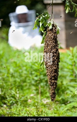 Honey Bee Swarming onto nearby tree branch from hive Apis mellifera Kent UK Stock Photo