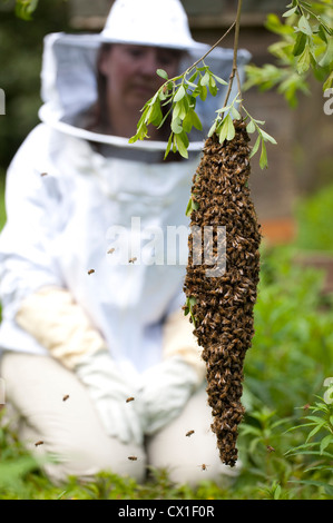 Honey Bee Swarming onto nearby tree branch from hive Apis mellifera Kent UK Stock Photo