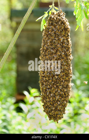 Honey Bee Swarming onto nearby tree branch from hive Apis mellifera Kent UK Stock Photo