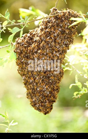 Honey Bee Swarming Onto Nearby Tree Branch From Hive Apis Mellifera ...