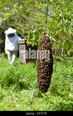 Honey Bee Swarming onto nearby tree branch from hive Apis mellifera Kent UK Stock Photo