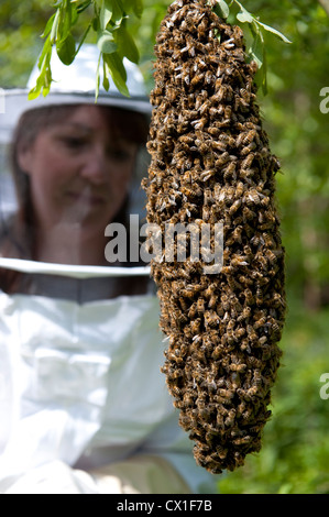 Honey Bee Swarming onto nearby tree branch from hive Apis mellifera Kent UK Stock Photo