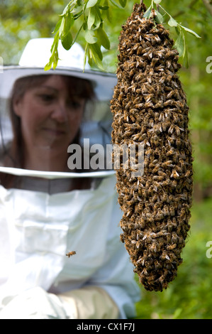 Honey Bee Swarming onto nearby tree branch from hive Apis mellifera Kent UK Stock Photo