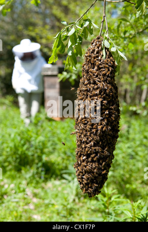 Honey Bee Swarming onto nearby tree branch from hive Apis mellifera Kent UK Stock Photo