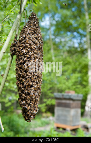 Honey Bee Swarming onto nearby tree branch from hive Apis mellifera Kent UK Stock Photo