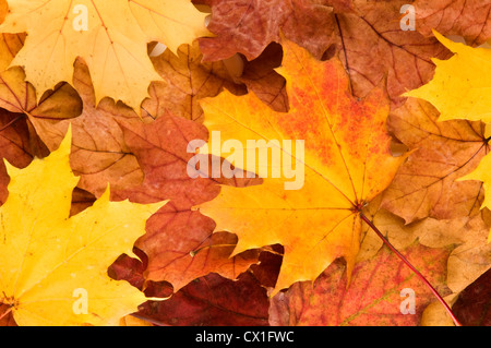 A selection of brown London Plane Autumn leaves
