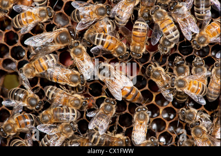 New Zealand Queen on cells in hive surrounded by workers Honey Bee Apis mellifera Kent UK honecomb tending cells Stock Photo