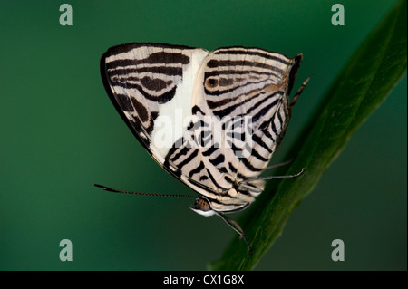 Dirce Beauty Butterfly Colobura dirce  Nymphalidae Central America Stock Photo