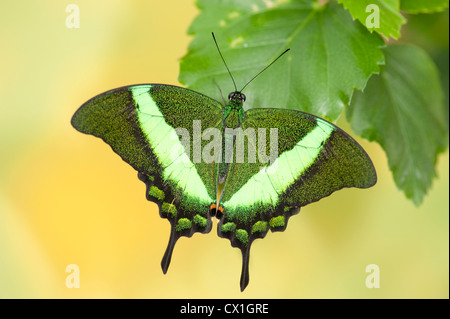 Emerald Swallowtail Butterfly Papilio palinurus South Asia resting with wings open green colour Stock Photo