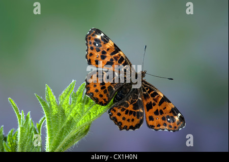 Map Butterfly Araschnia levana European species Stock Photo