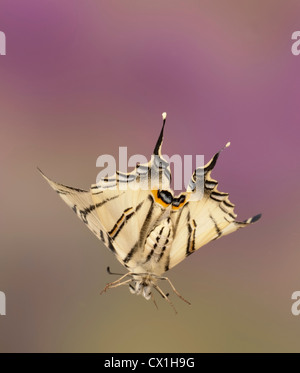 Scarce Swallowtail Butterfly Iphiclides podalirius European & middle East species in flight high speed photographic technique Stock Photo