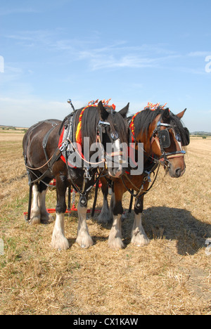 2 Shire horse in harness, Stock Photo