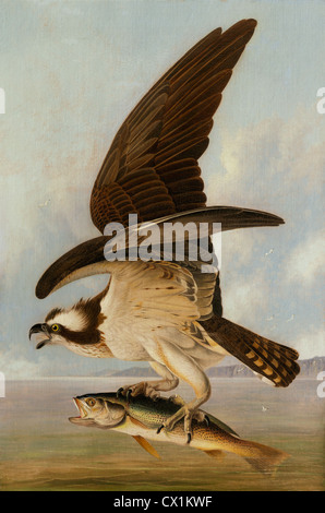 John James Audubon, Osprey and Weakfish, American, 1785 - 1851, 1829, oil on canvas on hardboard Stock Photo