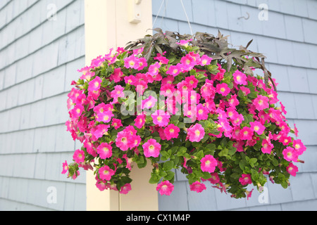 A vibrant hanging basket full of purple petunias hanging outside as a decoration on the wall of a building. Stock Photo