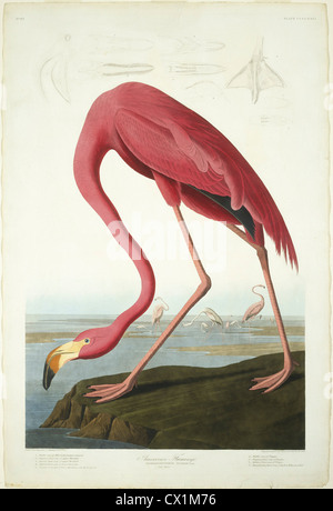 Robert Havell after John James Audubon, American Flamingo, American, 1793 - 1878, 1838 Stock Photo