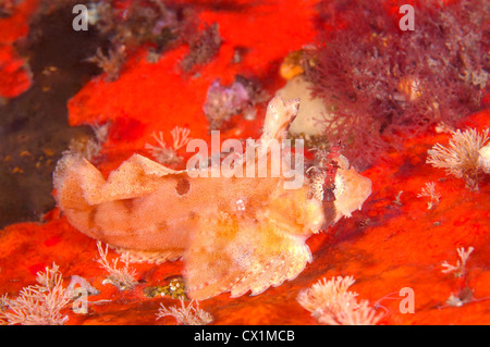 Sailfin sculpin (Nautichthys oculofasciatus, Girard). Japan sea, Far East, Primorsky Krai, Russian Federation Stock Photo