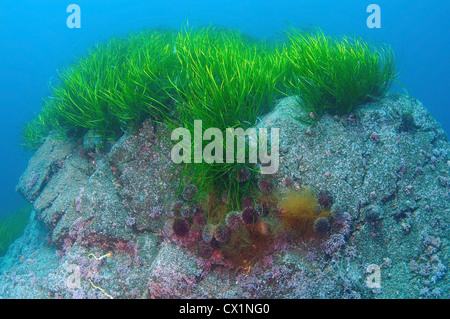 Dense thickets of  Seagrass Zostera grows on top of a rock on the blue water background
