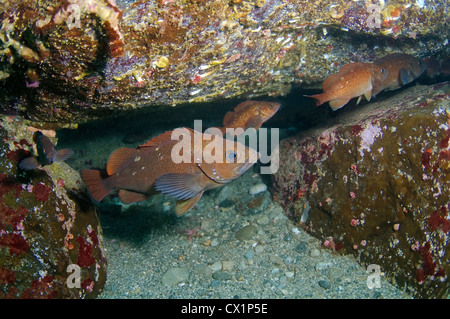 White edged rockfish (Sebastes taczanowskii) Japan sea, Far East, Primorsky Krai, Russian Federation Stock Photo