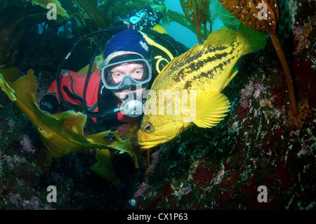 Yellow Rockfish or Three-stripe Rockfish (Sebastes Trivittatus) Japan sea, Far East, Primorsky Krai, Russia Stock Photo