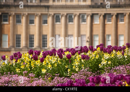 Royal Crescent with tulips in foreground Bath Somerset England UK