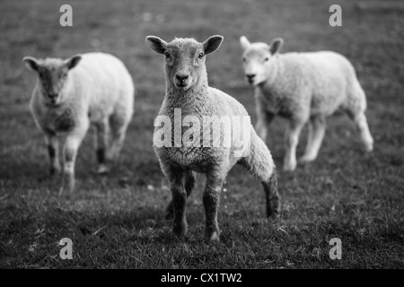 3 baby black and white lambs in countryside field Stock Photo