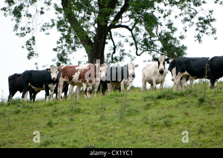 Cows in a field near Kidwelly, South Wales, UK. Stock Photo